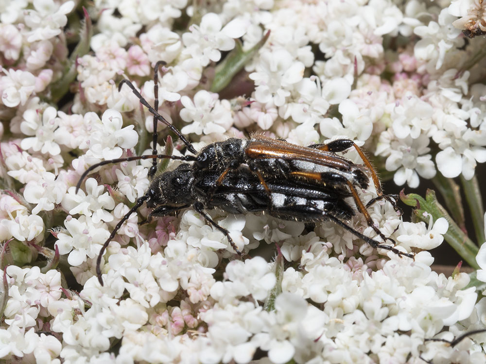 Stenopterus ater?  S